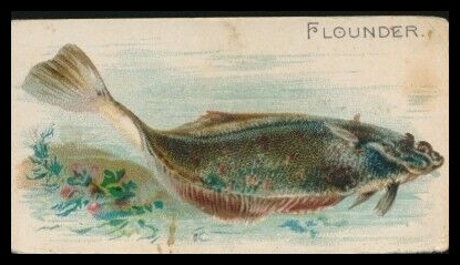 Flounder